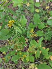 Euthamia graminifolia