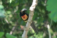 Pteroglossus torquatus