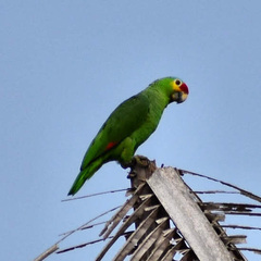 Amazona autumnalis