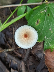 Lepiota
