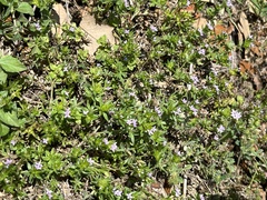 Sherardia arvensis