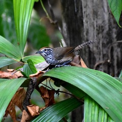 Pheugopedius maculipectus