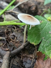 Lepiota