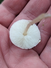Lepiota