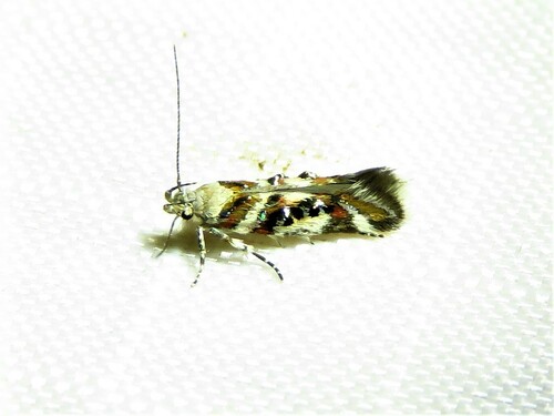 Elegant Aristotelia photo 5