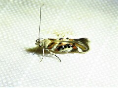 Aristotelia elegantella