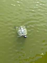 Trachemys scripta