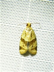 Clepsis peritana