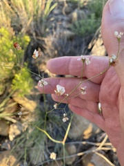 Eriogonum tenellum