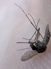 Aedes taeniorhynchus