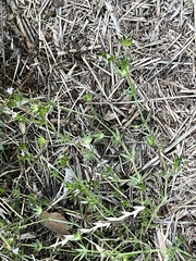 Sherardia arvensis