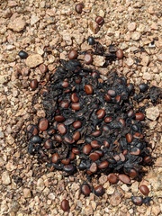 Diospyros texana