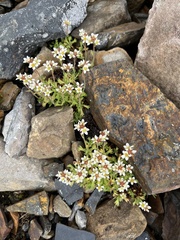 Saxifraga