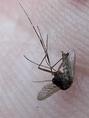 Aedes taeniorhynchus