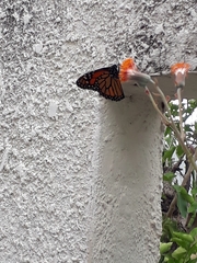 Danaus plexippus plexippus