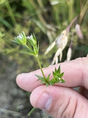 Sherardia arvensis