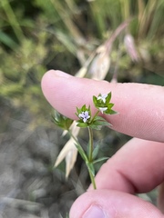 Sherardia arvensis