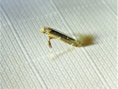 Caloptilia triadicae