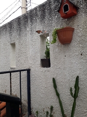 Danaus plexippus plexippus