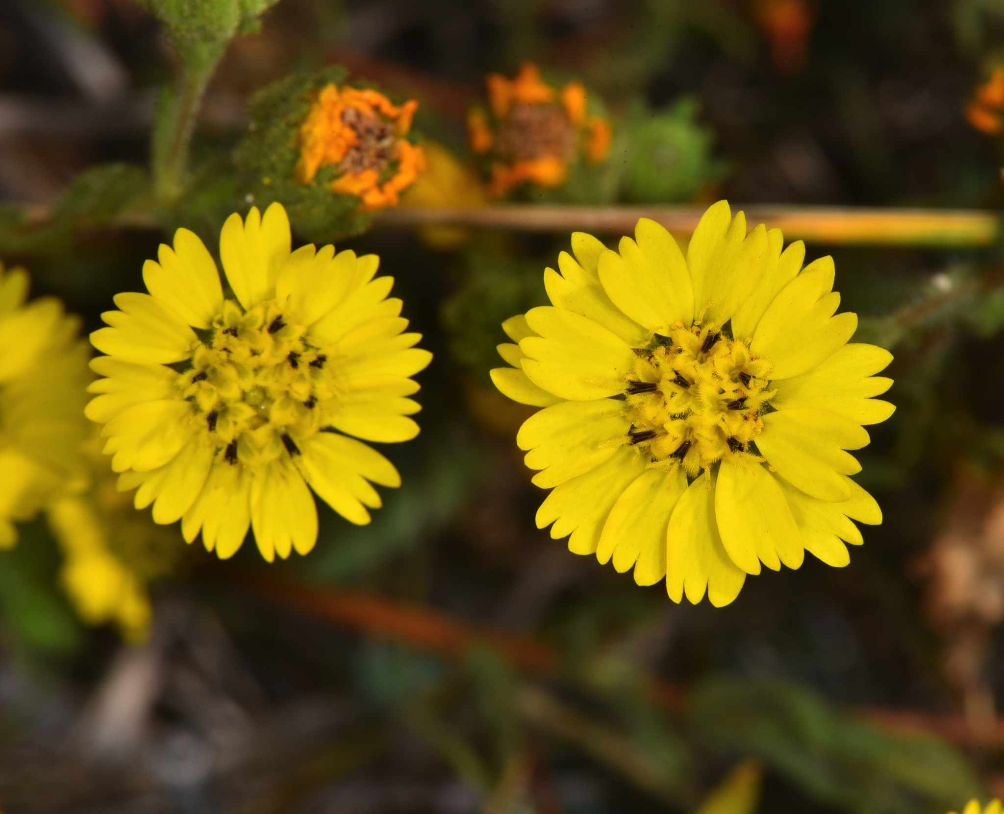 Deinandra corymbosa
