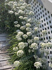 Allium tuberosum