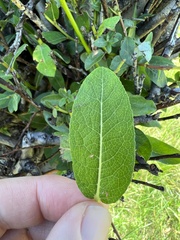 Salix bebbiana