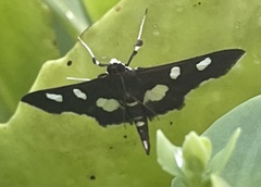 Desmia funeralis