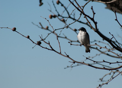 Tachycineta leucorrhoa