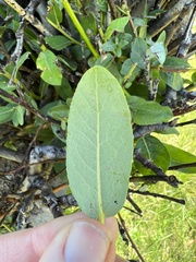 Salix bebbiana