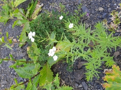 Achillea biserrata