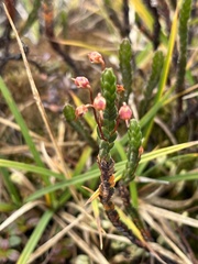 Cassiope tetragona