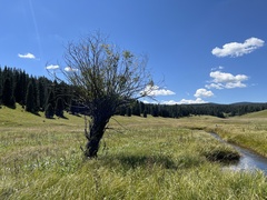 Salix bebbiana