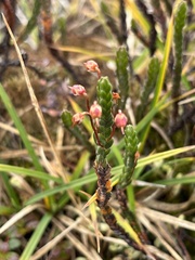 Cassiope tetragona