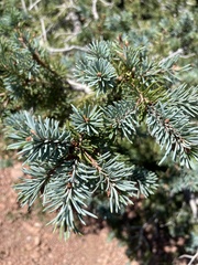 Picea pungens