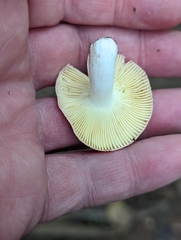 Russula cessans