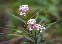 Asclepias perennis