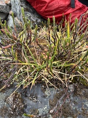 Cassiope tetragona