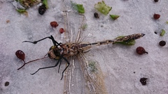 Anax papuensis