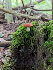 Russula cessans