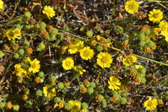 Deinandra corymbosa