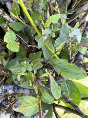 Salix bebbiana