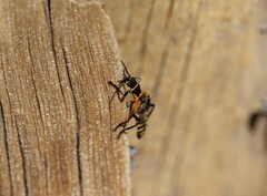 Chauliognathus flavipennis