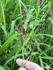 Sorghum halepense
