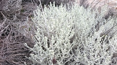 Leucophyta brownii
