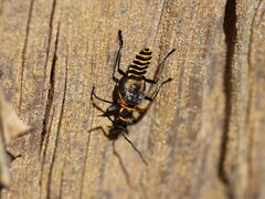 Chauliognathus flavipennis