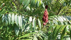 Rhus typhina