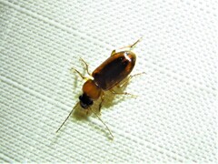 Stenolophus dissimilis