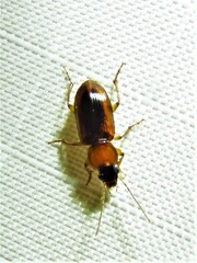 Stenolophus dissimilis