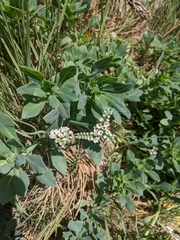 Heliotropium