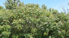 Rhus typhina